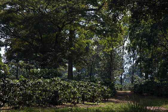 Sustainable Coffee Forest